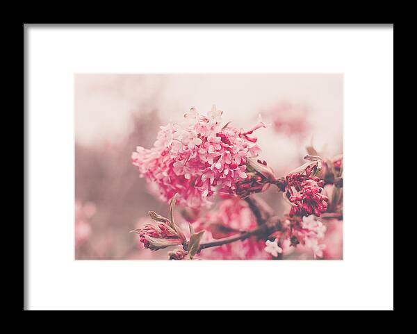 Asia Framed Print featuring the photograph Pretty In Pink by Marcus Karlsson Sall