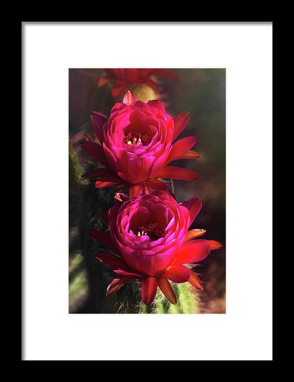 Pink Torch Cactus Flowers Framed Print featuring the photograph Pretty in Pink Torch Cactus by Saija Lehtonen