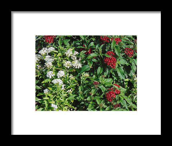 Color Contrast Framed Print featuring the photograph Pretty by Karla Hoffman