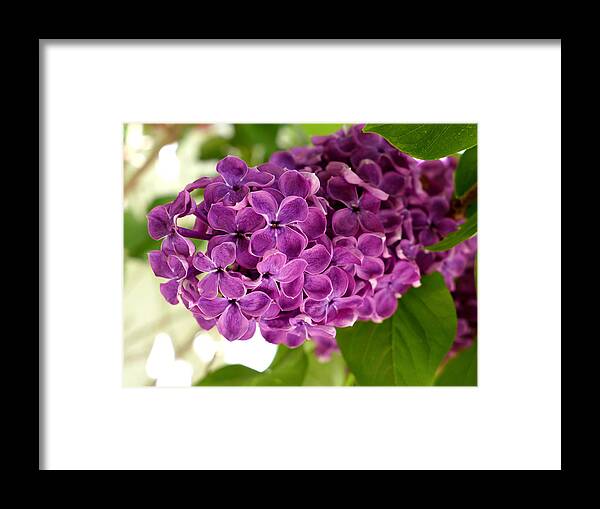 Lilac Framed Print featuring the photograph Pretty Lilac Bush by Lena Photo Art