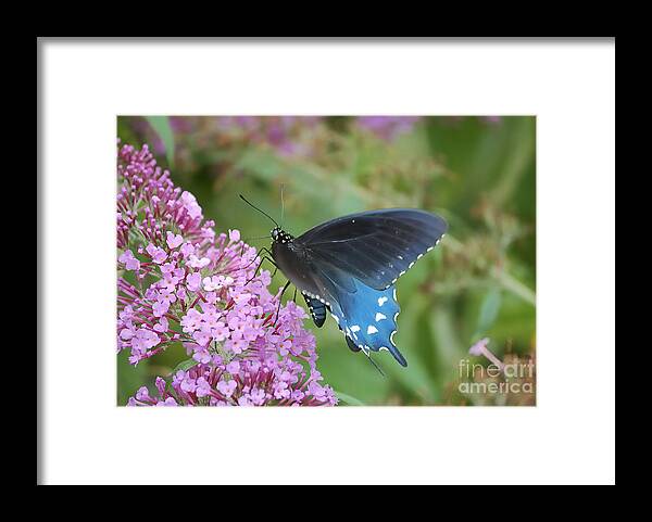 West Virginia Butterflies Framed Print featuring the photograph Pretty On Pink by Randy Bodkins