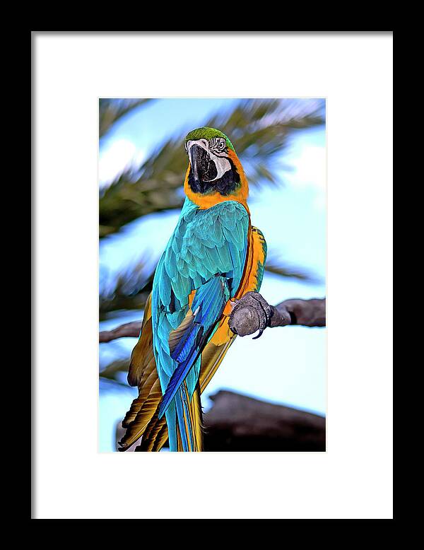 Macaw Framed Print featuring the photograph Pretty Parrot by Carolyn Marshall
