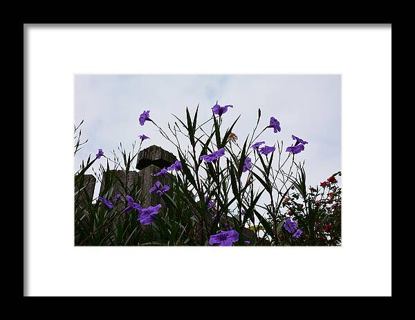 Flowers Buds Blooms Gardening Hobby Landscape Green Lavender Grey Fence White Sky Nature Flora Tall Petunia Decor Interiors Prints Framed Print featuring the photograph Pretty Picture by Jan Gelders