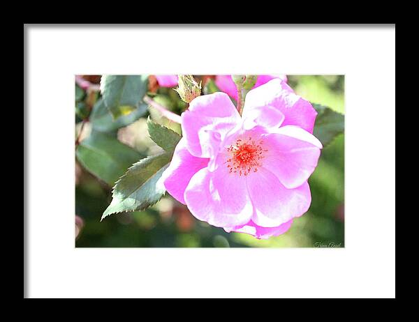 Flowers Framed Print featuring the photograph Pretty Pink Rose by Trina Ansel