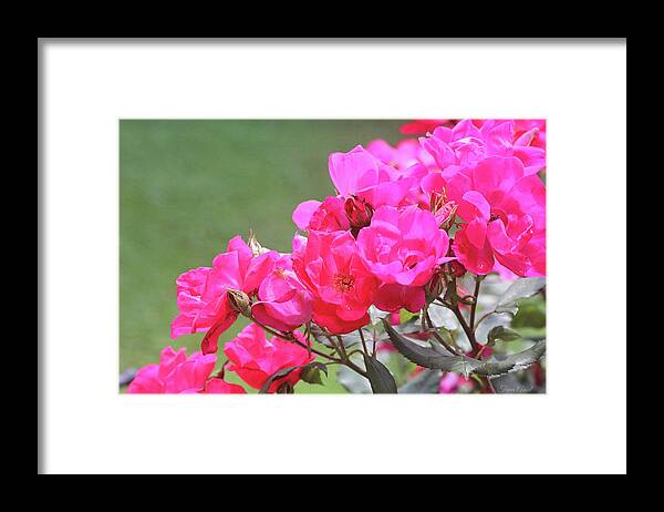 Flowers Framed Print featuring the photograph Pretty Pink Roses by Trina Ansel