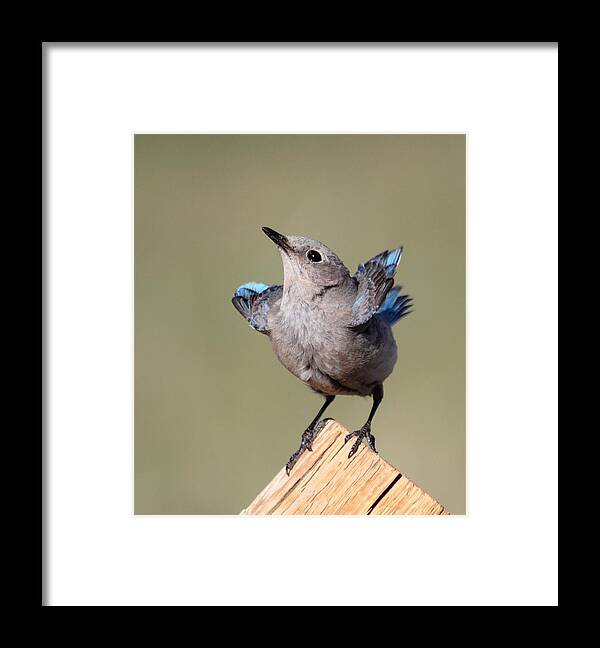 Blue Bird Framed Print featuring the photograph Pretty Pose by Shane Bechler