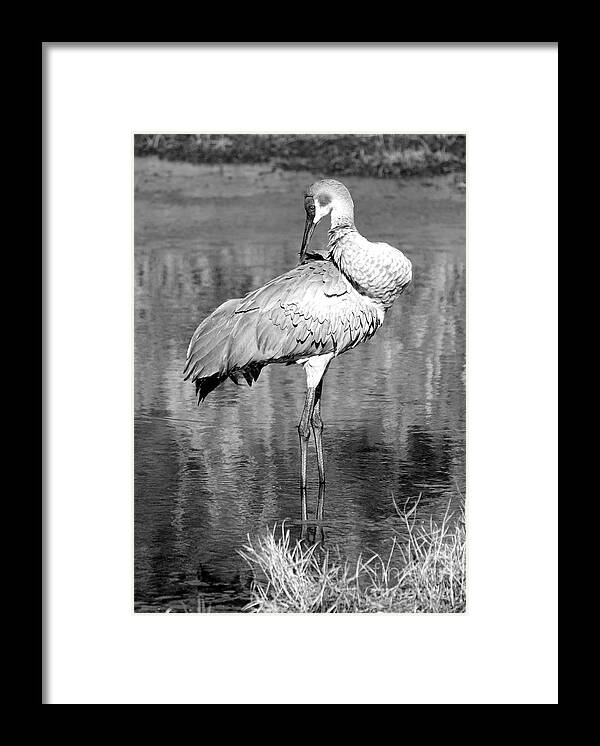 Sandhill Crane Framed Print featuring the photograph Pretty Preener Black and White by Carol Groenen