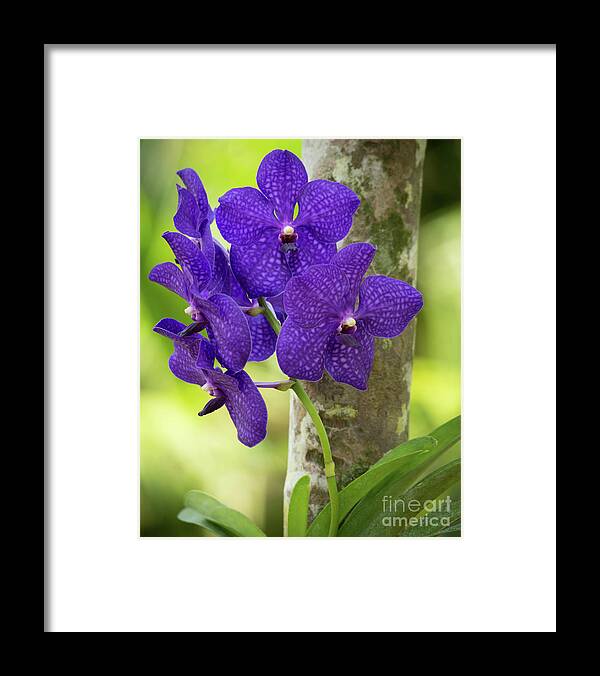 Flower Framed Print featuring the photograph Pretty Purple Orchds by Sabrina L Ryan