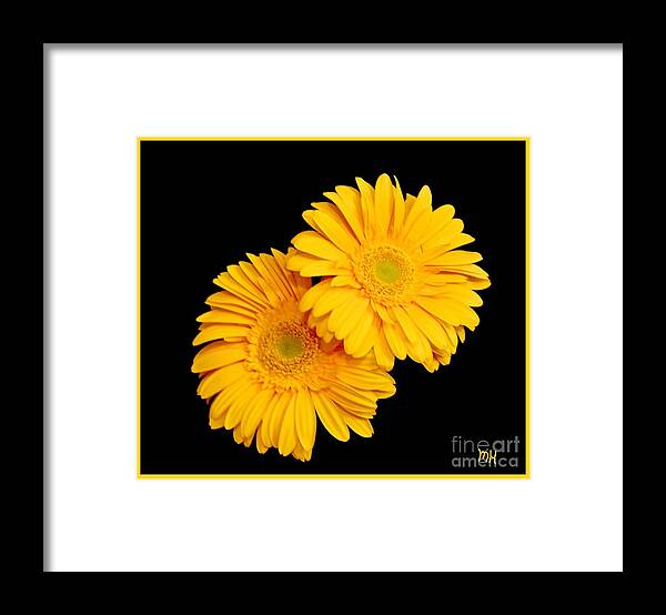 Photo Framed Print featuring the photograph Pretty Yellow Gerbers by Marsha Heiken