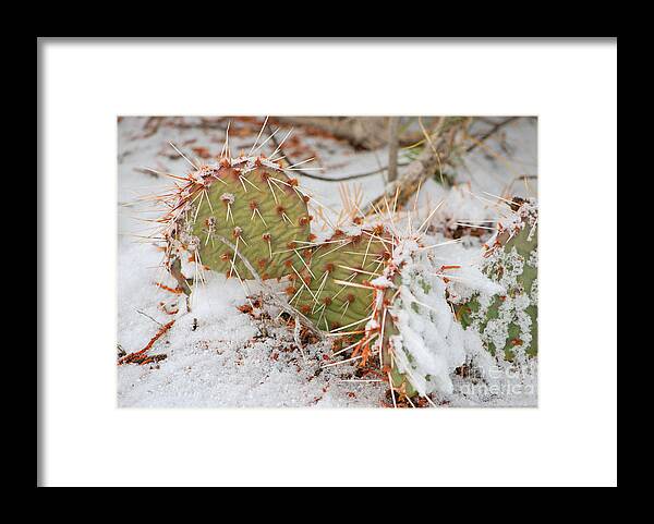 Fine Art Framed Print featuring the photograph Prickley Pear Cactus by Donna Greene