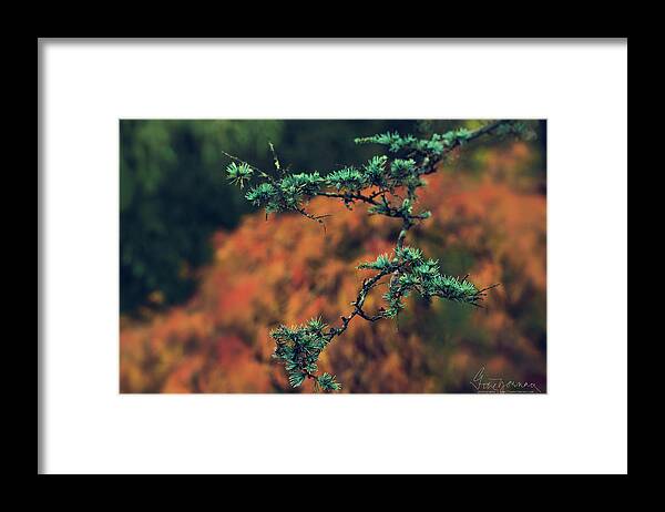 Nature Framed Print featuring the photograph Prickly Green by Gene Garnace