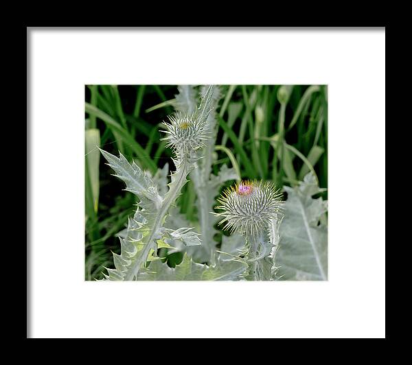 Flowers Framed Print featuring the photograph Prickly Meet Up. by Elena Perelman