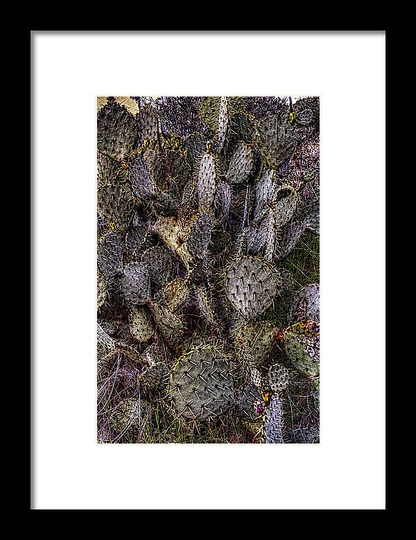 Arizona Framed Print featuring the photograph Prickly Pear Cactus at Tonto National Monument by Roger Passman