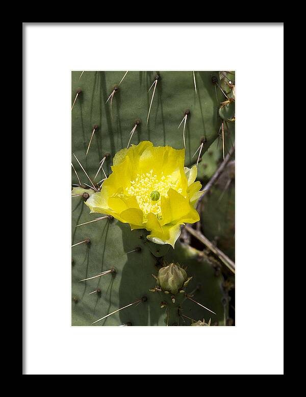 Opuntia Littoralis Framed Print featuring the photograph Prickly Pear Cactus Blossom - Opuntia littoralis by Kathy Clark