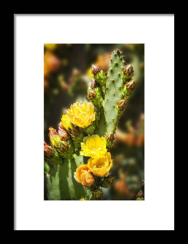 Cactus Framed Print featuring the photograph Prickly Pear Cactus in Bloom by Bob Coates