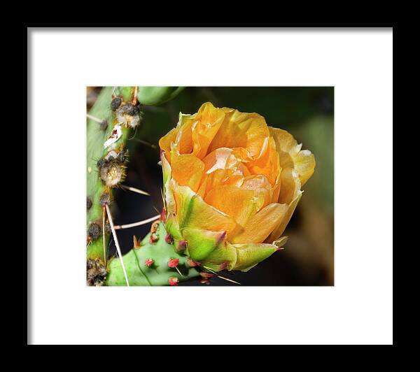 Floral Framed Print featuring the photograph Prickly Pear Flower h22 by Mark Myhaver