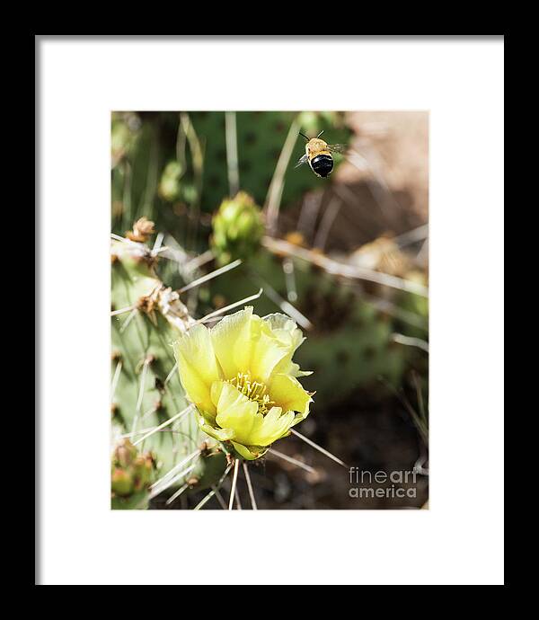Natanson Framed Print featuring the photograph Prickly Pear Honey by Steven Natanson
