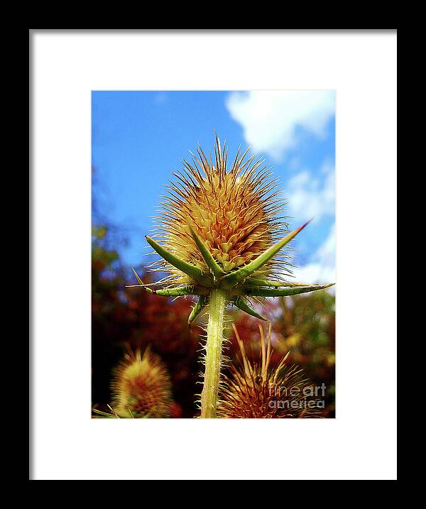 Thistle Framed Print featuring the photograph Prickly Thistle by Nina Ficur Feenan
