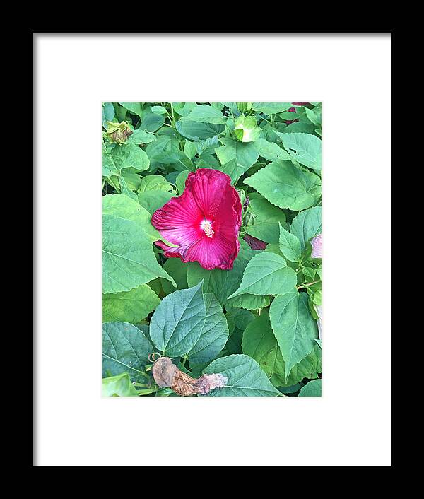 Flowers Framed Print featuring the photograph #pride by Audrey Robillard