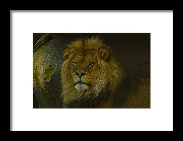 Lion Framed Print featuring the photograph Pride Land by Laddie Halupa
