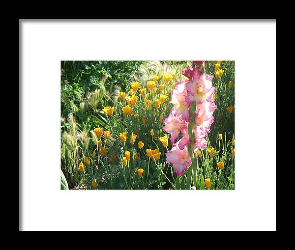 Poppies Framed Print featuring the photograph Priscilla With Poppies by Stephen Daddona