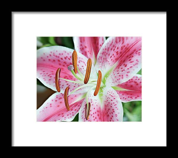 Lily Framed Print featuring the photograph Pristine Lily by Len Romanick