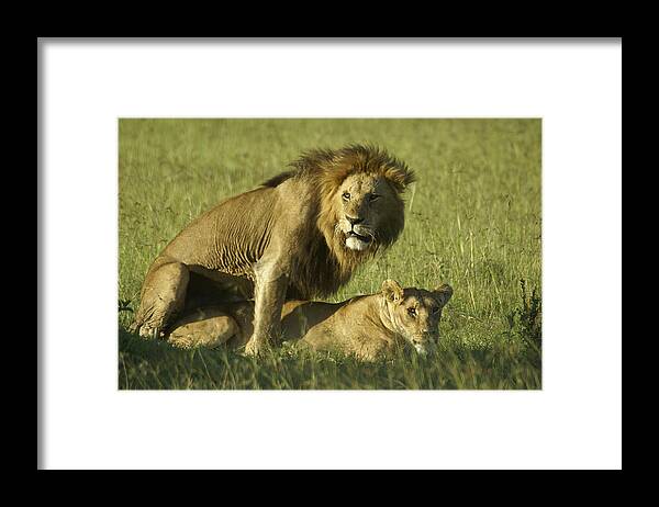 Africa Framed Print featuring the photograph Privacy Please by Michele Burgess