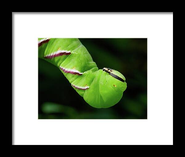 Finland Framed Print featuring the photograph Privet Hawk Moth caterpillar by Jouko Lehto