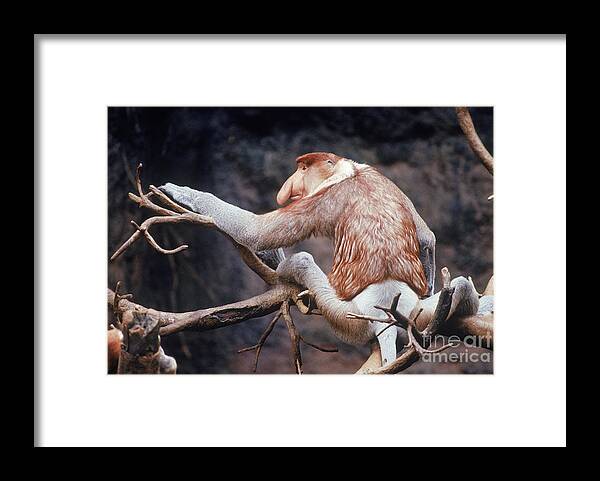 Proboscis Monkey Framed Print featuring the photograph Proboscis Monkey by John Kaprielian
