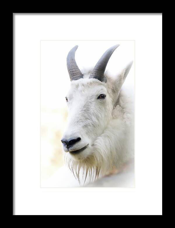 Mountain Goat Framed Print featuring the photograph Profile Mountain Goat by Athena Mckinzie
