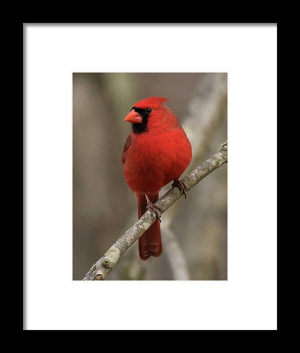 Bird Framed Print featuring the photograph Profile of a Cardinal by Jody Partin