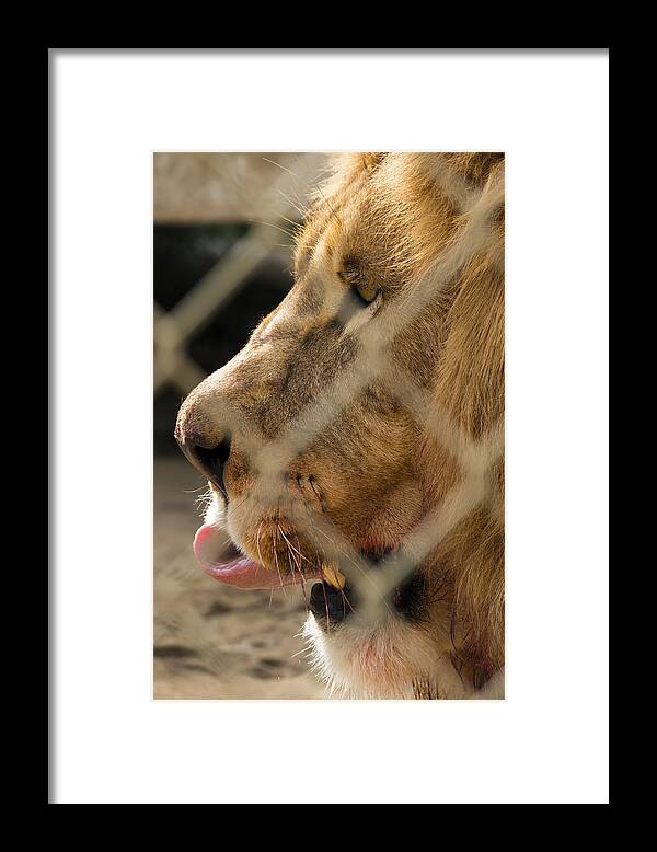 Acres Framed Print featuring the photograph Profile of a King by Travis Rogers
