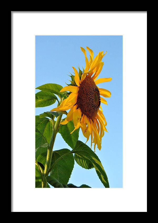 Sunflower Photography Framed Print featuring the photograph Profile Of A Sunflower by Kathleen Sartoris