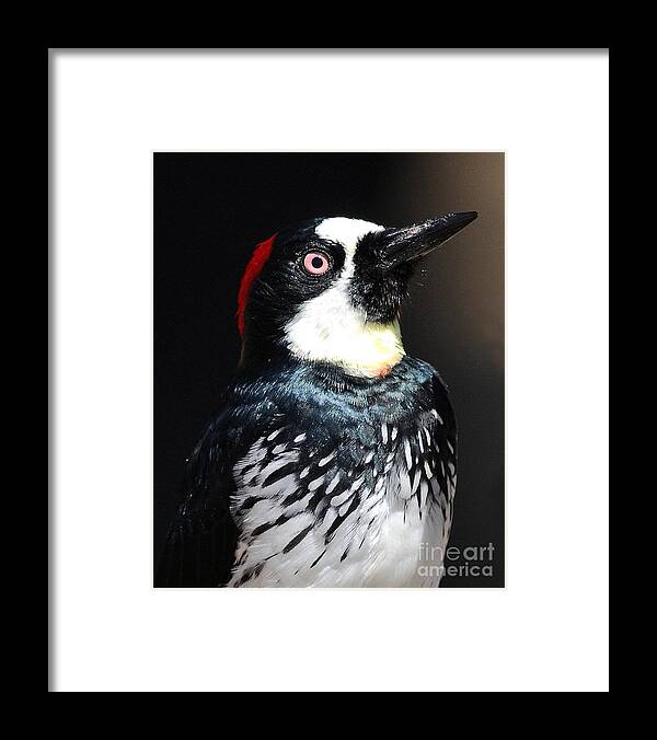 Bird Framed Print featuring the photograph Profile of an Acorn Woodpecker by Wingsdomain Art and Photography
