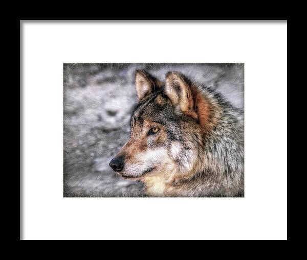 Mexican Grey Wolf Framed Print featuring the photograph Profiling by Elaine Malott