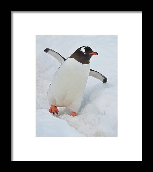 Gentoo Penguin Framed Print featuring the photograph Progressive by Tony Beck