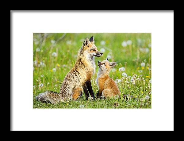 Red Fox Framed Print featuring the photograph Promise Of Spring by Aaron Whittemore
