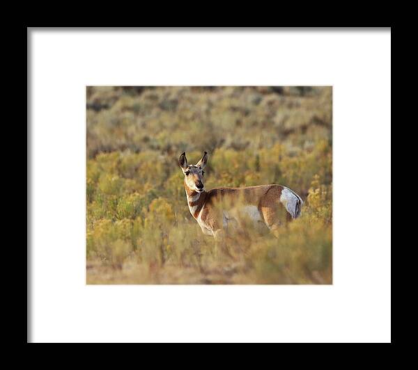 Pronghorn Antelope Framed Print featuring the photograph Pronghorn Doe by Jean Clark