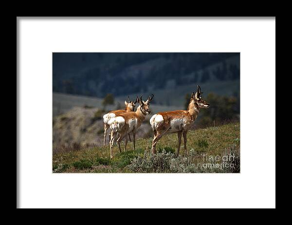 Pronghorn Framed Print featuring the photograph Pronghorns by Robert Bales