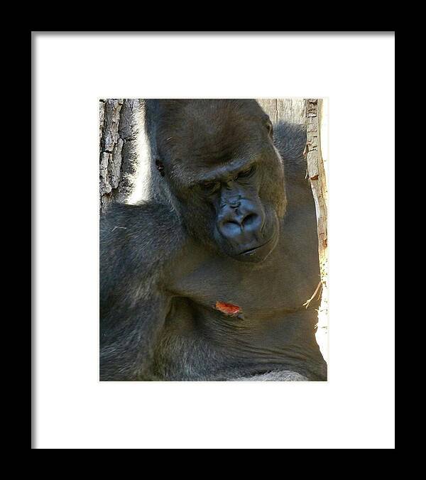 Silverbackgorilla Framed Print featuring the photograph Proof Love Can Hurt. #1 by In My Click Photography
