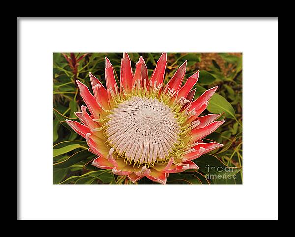 Protea Framed Print featuring the photograph Protea I by Cassandra Buckley