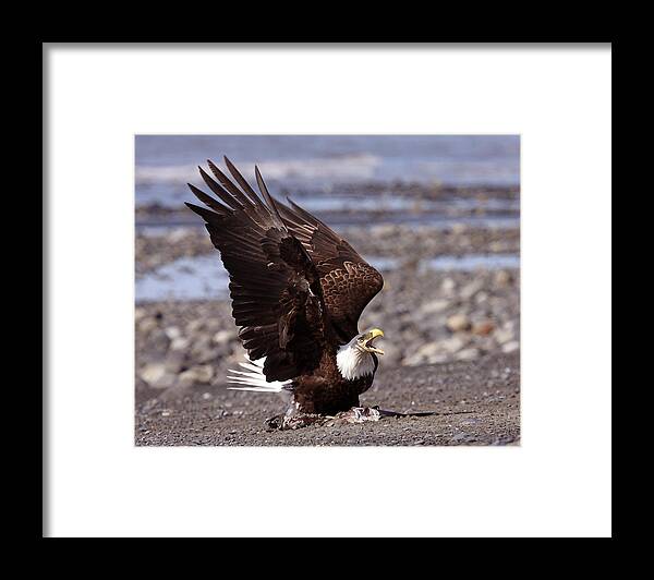 Bald Eagle Framed Print featuring the photograph Protecting the Catch by Dawn J Benko