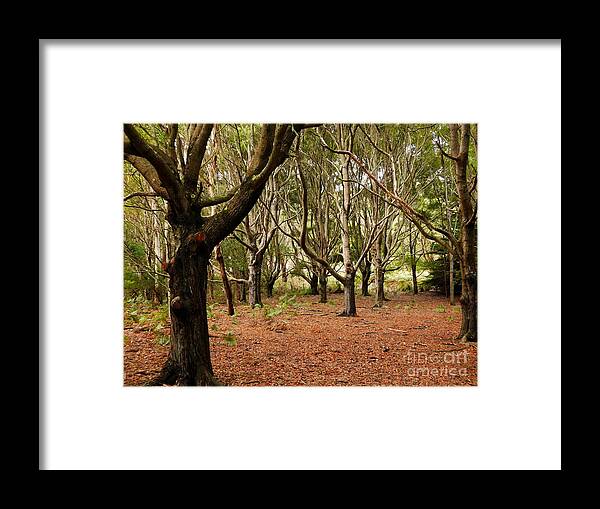 Beautiful And Bold Australian Trees By Lexa Harpell Framed Print featuring the photograph Protection by Lexa Harpell