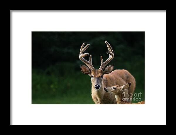 Deer Framed Print featuring the photograph Protective Dad by Andrea Silies