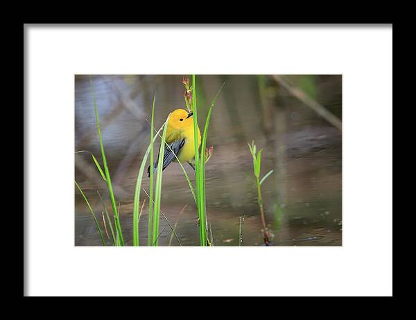 Canada Framed Print featuring the photograph Prothonotary Warbler 5 by Gary Hall