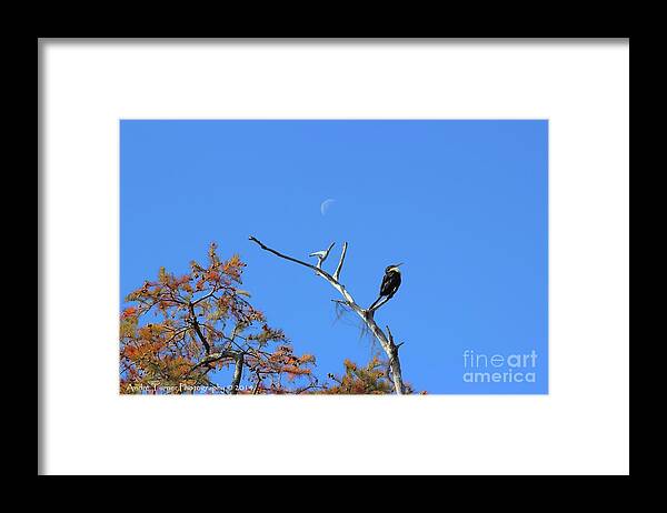 Swamp Framed Print featuring the photograph Proud Anhinga by Andre Turner