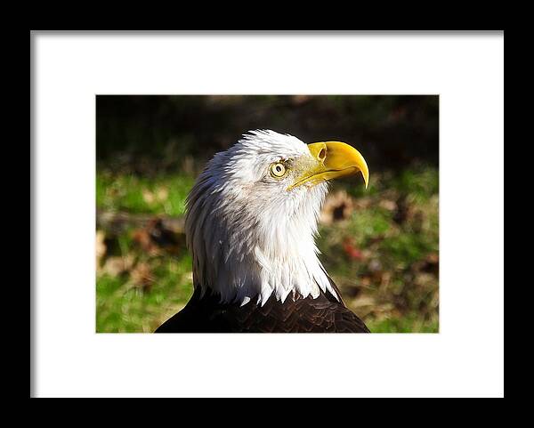 American Bald Eagle Framed Print featuring the photograph Proud Eagle by David Lee Thompson