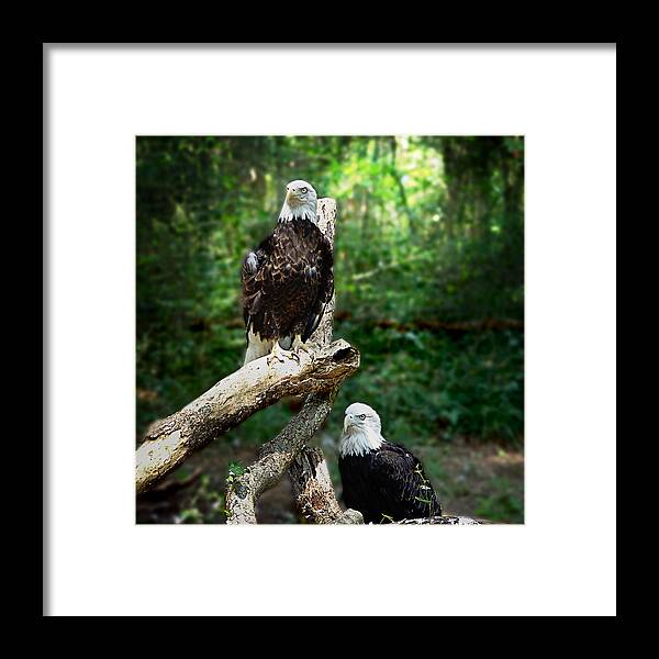 Animals Framed Print featuring the photograph Proud Eagle by Lisa Lambert-Shank