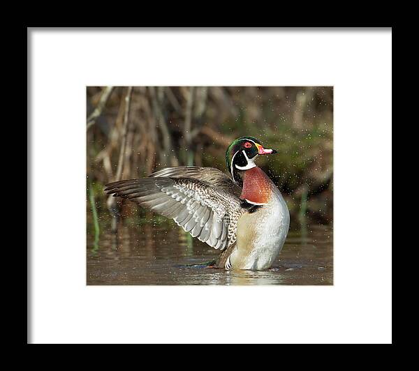 Nature Framed Print featuring the photograph Proud by Gerry Sibell