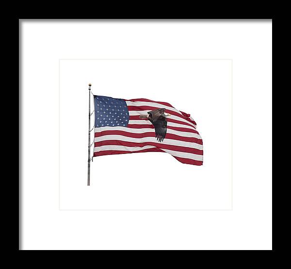 American Bald Eagle Framed Print featuring the photograph Proud To Be An American by Thomas Young